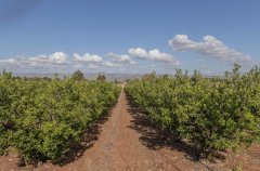 וילה גרין ספייס 84