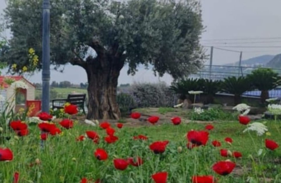 וילה נובל מגדל - תמונה 74