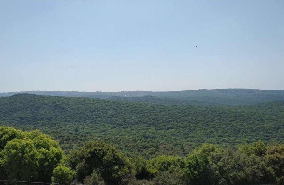 אחוזת רון בגליל - תמונה 16